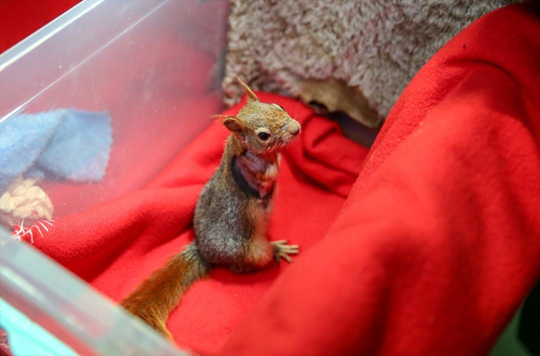 Karamel bir ilk oldu