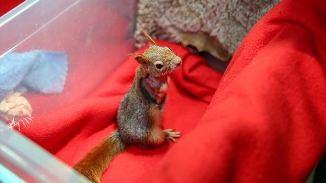 Karamel bir ilk oldu