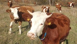 Şapla m&uuml;cadelede kritik d&ouml;nem başladı: Aşısız hayvana sevk yok, ceza var