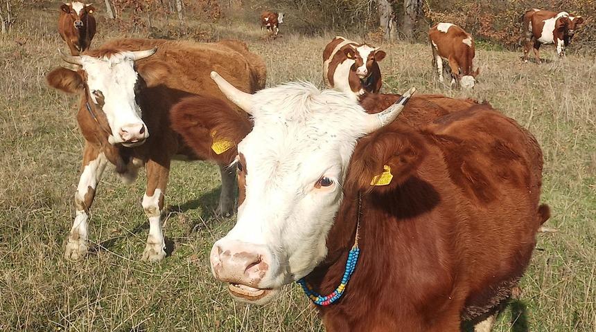 Şapla m&uuml;cadelede kritik d&ouml;nem başladı: Aşısız hayvana sevk yok, ceza var