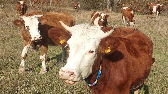 Şapla mücadelede kritik dönem başladı: Aşısız hayvana sevk yok, ceza var