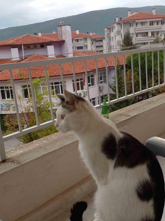 Kaybolan kedisi i&ccedil;in binlerce kilometre yol yaptı 1