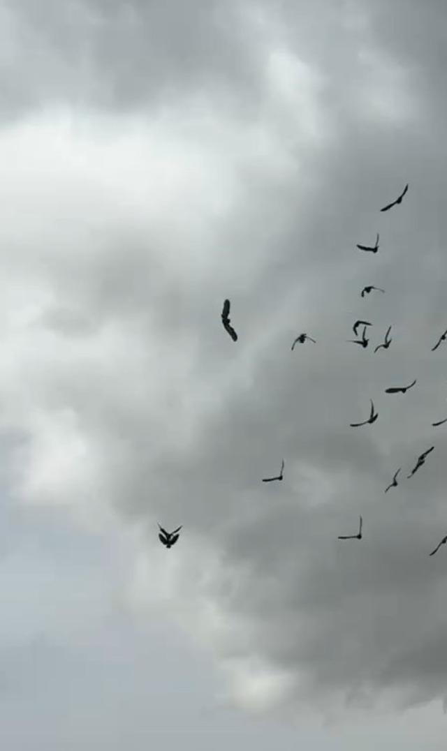 Şahin&rsquo;in havadaki g&uuml;vercin avı 5