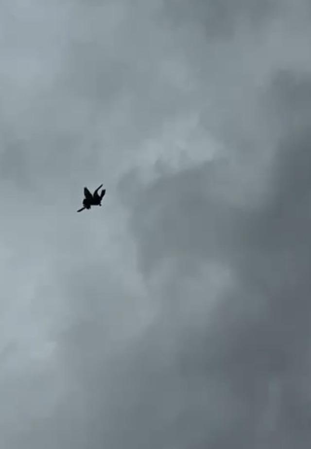 Şahin&rsquo;in havadaki g&uuml;vercin avı 4