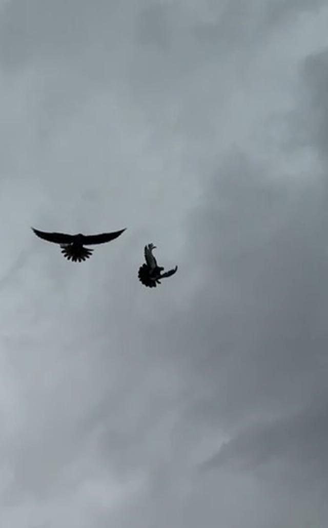 Şahin&rsquo;in havadaki g&uuml;vercin avı 3