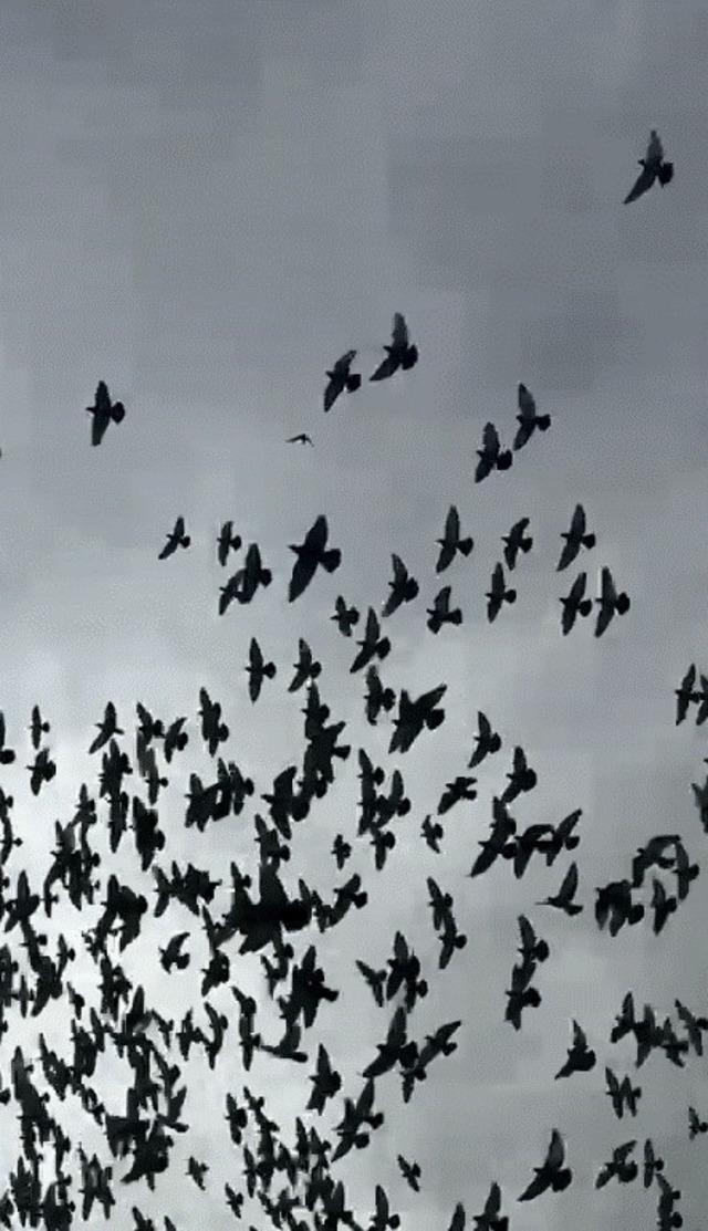 Şahin&rsquo;in havadaki g&uuml;vercin avı 2