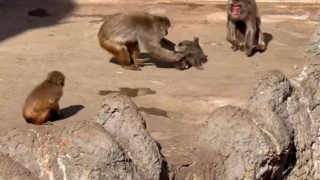Son g&ouml;r&uuml;nt&uuml;s&uuml; t&uuml;m d&uuml;nyayı &uuml;zd&uuml;! Yavru maymun Punch i&ccedil;in  250 bin dolarlık teklif geldi 1