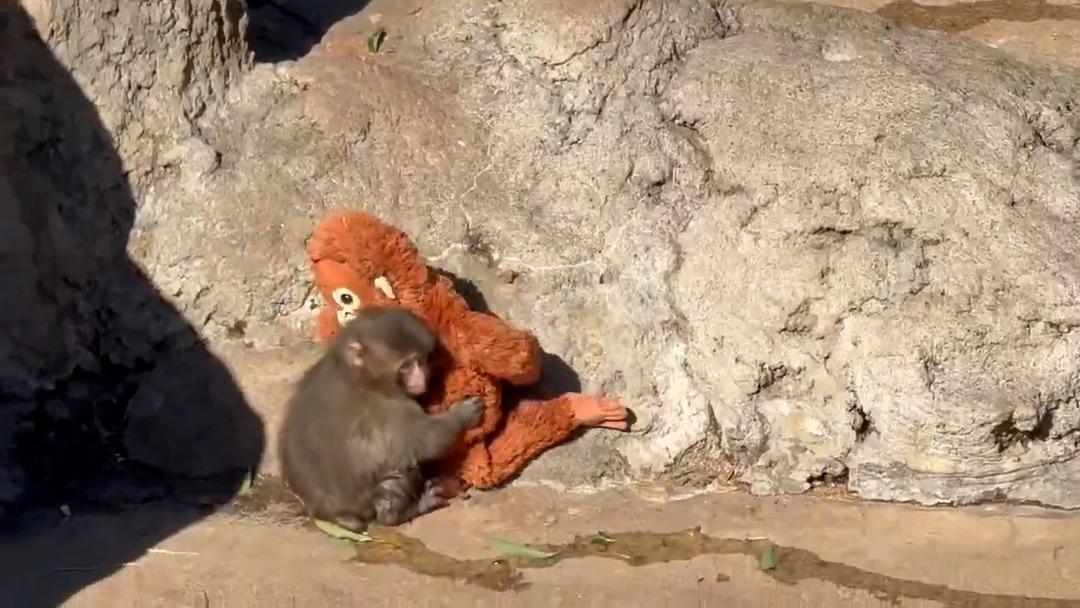 Son g&ouml;r&uuml;nt&uuml;s&uuml; t&uuml;m d&uuml;nyayı &uuml;zd&uuml;! Yavru maymun Punch i&ccedil;in  250 bin dolarlık teklif geldi 2