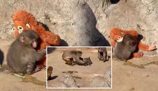 Son görüntüsü tüm dünyayı üzdü! Yavru maymun Punch için  250 bin dolarlık teklif geldi