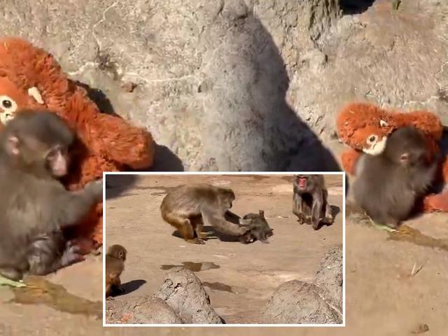 Son g&ouml;r&uuml;nt&uuml;s&uuml; t&uuml;m d&uuml;nyayı &uuml;zd&uuml;! Yavru maymun Punch i&ccedil;in  250 bin dolarlık teklif geldi