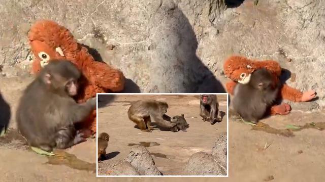 Son görüntüsü tüm dünyayı üzdü! Yavru maymun Punch için  250 bin dolarlık teklif geldi