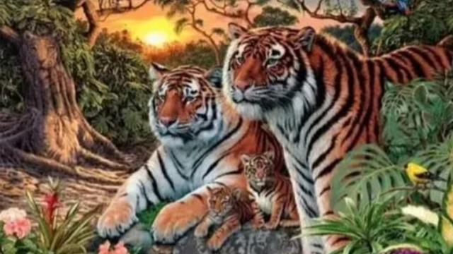 Ormanda kaç kaplan görüyorsunuz? 100 Kişiden 99’u yanlış cevap veriyor