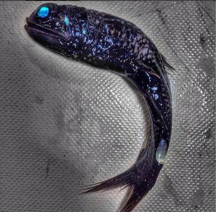 Böyle dev balık görmediniz G3