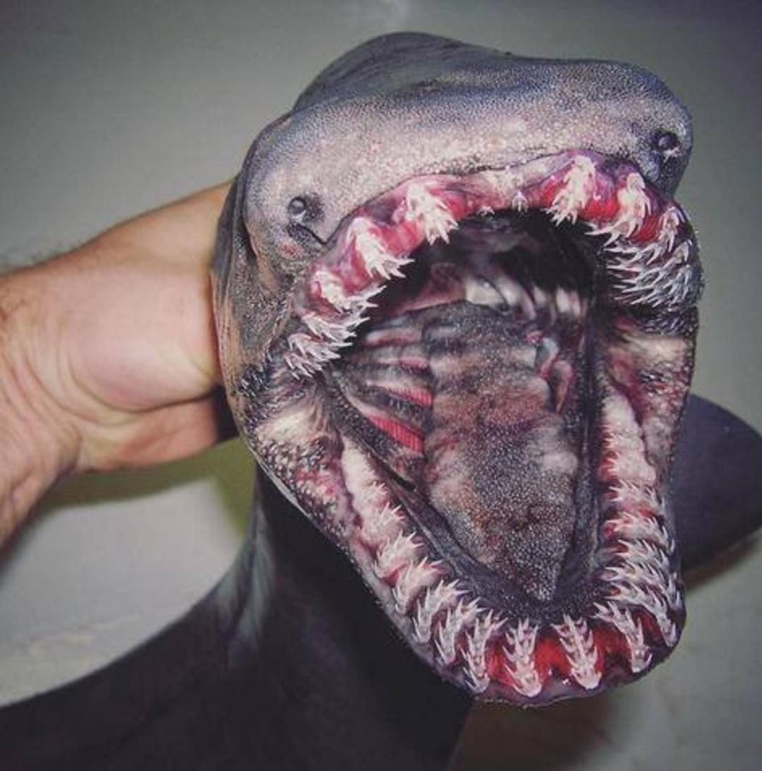 Rus balık&ccedil;ı ortaya &ccedil;ıkardı! Herkes şaşkına d&ouml;nd&uuml;