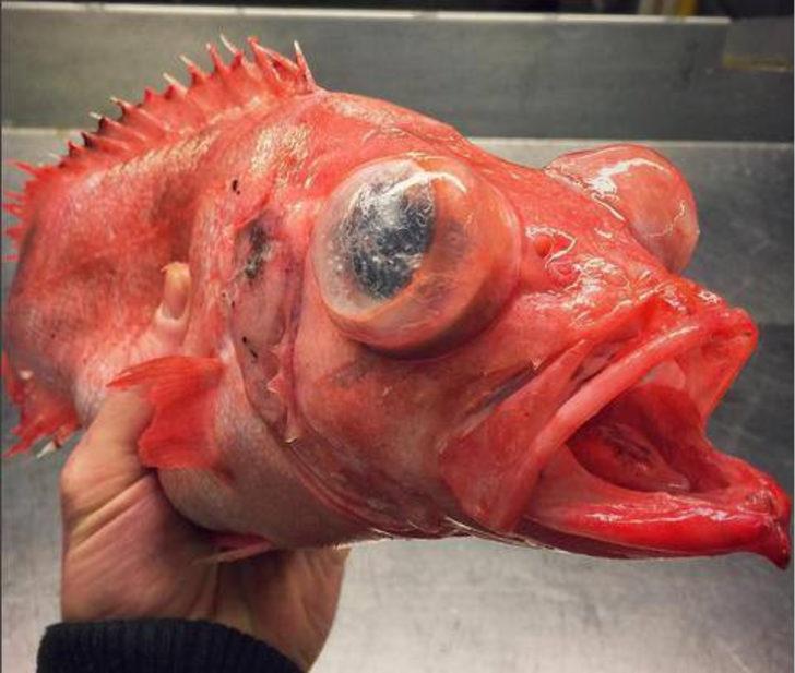 Böyle dev balık görmediniz G5