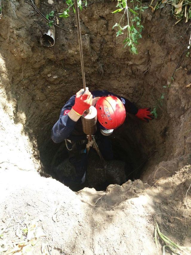 Foseptik çukuruna düşen öküzü CANKUR kurtardı