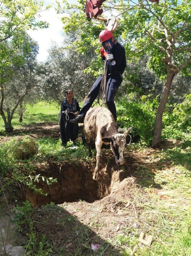 Foseptik çukuruna düşen öküzü CANKUR kurtardı