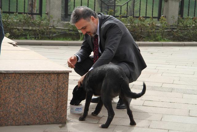 Sokak hayvanlarının makam aracı