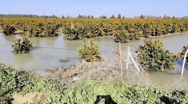 Adana da tarlalar su altında kaldı 2