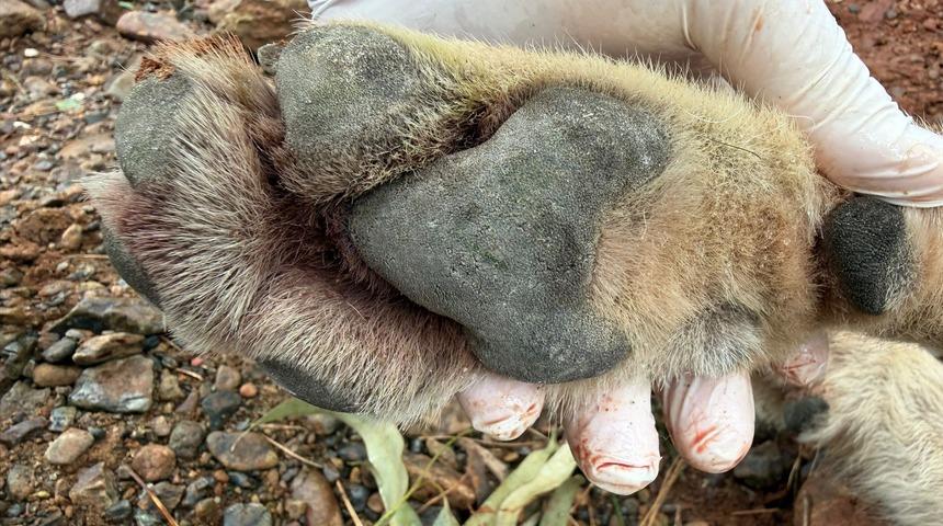 Fethiye'de aracın &ccedil;arptığı kurt bilim projesine ışık tutacak