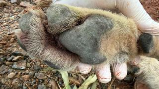 Fethiye'de aracın çarptığı kurt bilim projesine ışık tutacak