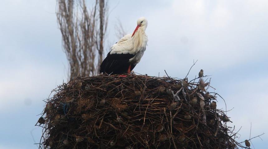 Yılın ilk leylekleri gelmeye başladı, ilk g&ouml;ren 1 &ccedil;uval unu kaptı