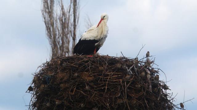 Yılın ilk leylekleri gelmeye başladı, ilk gören 1 çuval unu kaptı