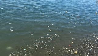 Zonguldak sahilinde &ccedil;&ouml;p tepkisi