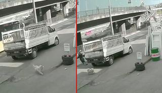 Trabzon&rsquo;da sokak k&ouml;pekleri tartışması! B&uuml;y&uuml;kşehir: &ldquo;Kanun maddesi belli Ortahisar sorumlu&rdquo;