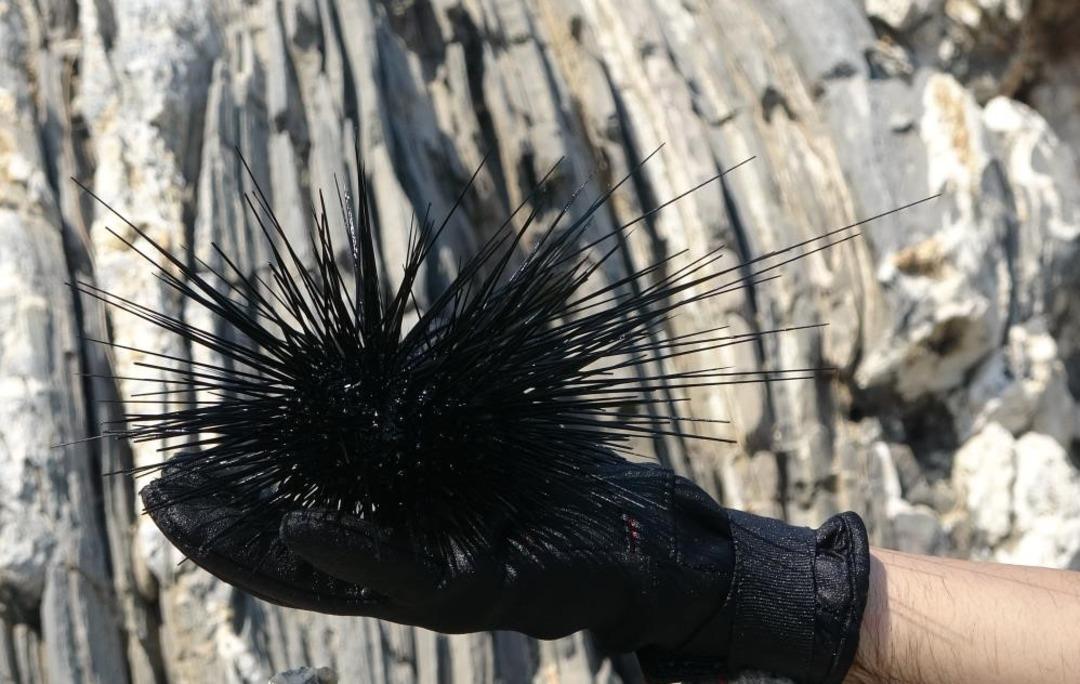 Marmara nın denizkestanesi avcılığına a&ccedil;ılmasına tepki 1