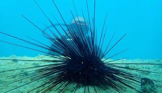 Marmara'nın denizkestanesi avcılığına a&ccedil;ılmasına tepki