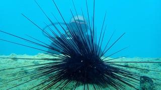 Marmara'nın denizkestanesi avcılığına açılmasına tepki