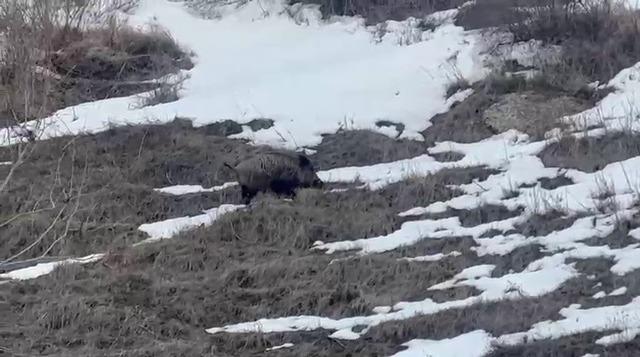 Erzurum&rsquo;da yavru yaban domuzu s&uuml;r&uuml;s&uuml;n&uuml; arıyor 1