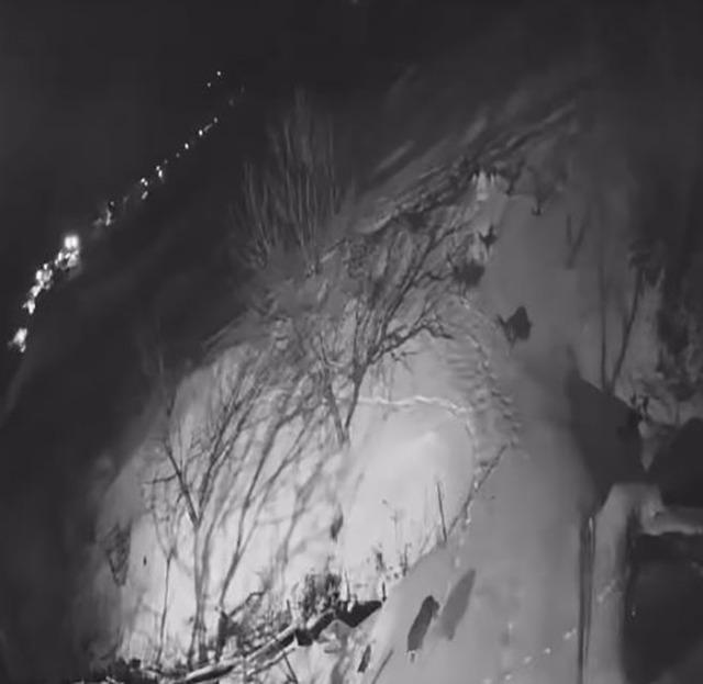 Artvin&rsquo;de a&ccedil; kalan kurt s&uuml;r&uuml;s&uuml; yerleşim alanına indi 3