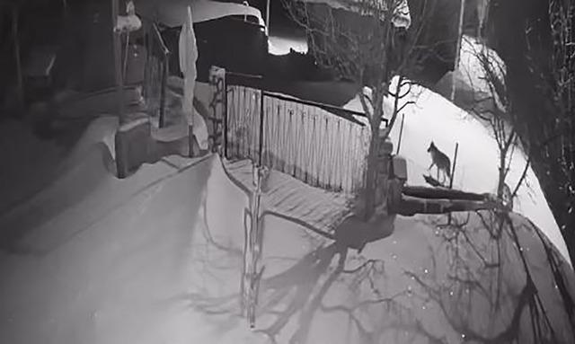 Artvin&rsquo;de a&ccedil; kalan kurt s&uuml;r&uuml;s&uuml; yerleşim alanına indi 1