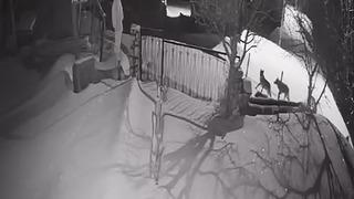 Artvin’de aç kalan kurt sürüsü yerleşim alanına indi