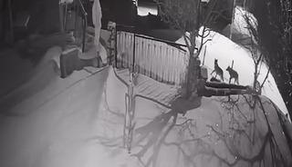 Artvin&rsquo;de a&ccedil; kalan kurt s&uuml;r&uuml;s&uuml; yerleşim alanına indi