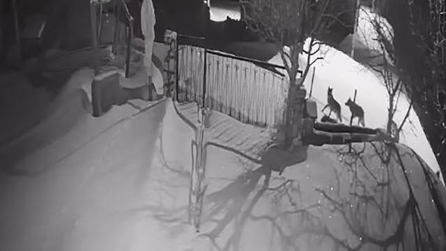 Artvin’de aç kalan kurt sürüsü yerleşim alanına indi