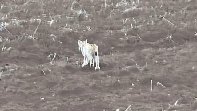 Sivas&rsquo;ta yavru vaşak g&ouml;r&uuml;nt&uuml;lendi 1