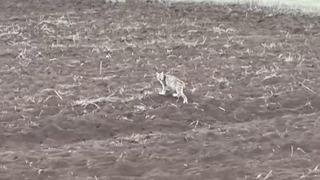 Sivas’ta yavru vaşak görüntülendi