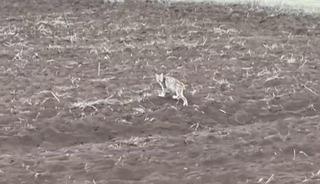 Yavru vaşak pengueni hatırlattı!