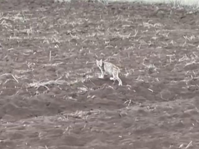 Yavru vaşak pengueni hatırlattı!