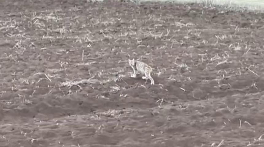 Sivas&rsquo;ta yavru vaşak g&ouml;r&uuml;nt&uuml;lendi