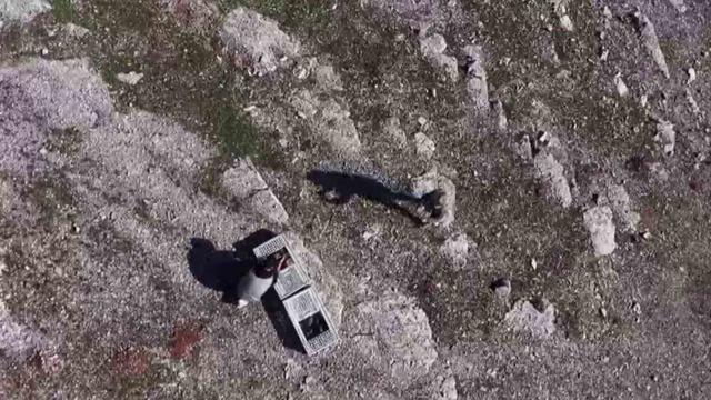 Habur’da ele geçirilen 38 kınalı keklik doğaya salındı