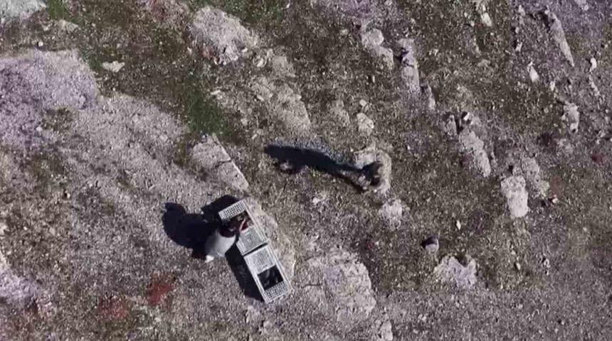 Habur&rsquo;da ele ge&ccedil;irilen 38 kınalı keklik doğaya salındı