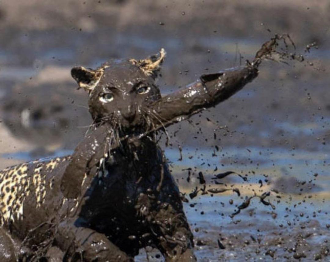 Vahşi doğada inanılmaz anlar