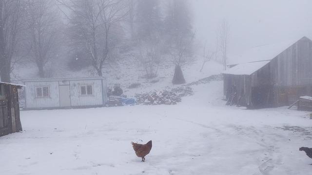 Sakarya’da şehir merkezinde yağmur, yüksek kesimlerde kar etkili oluyor 4