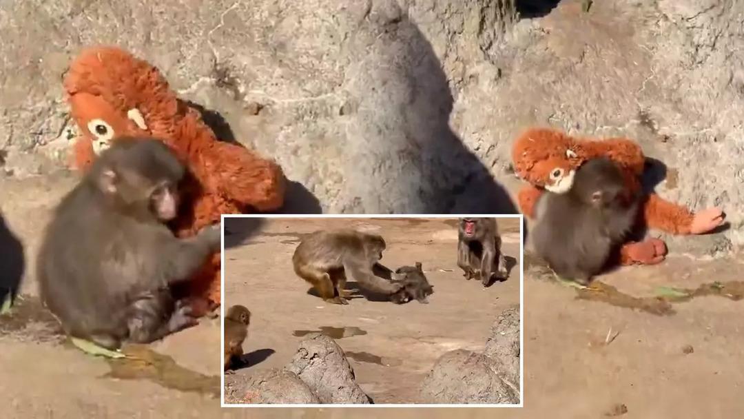 Bir fotoğrafla ünlü oldu! Maymun Punch ın oyuncağı yok satıyor: 250 bin dolar teklif eden var 1