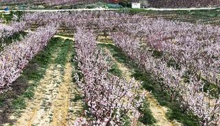 Mersin'de kayısı ağa&ccedil;ları &ccedil;i&ccedil;ek a&ccedil;tı