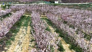 Mersin'de kayısı ağaçları çiçek açtı